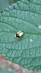 Charidotis nigrocincta