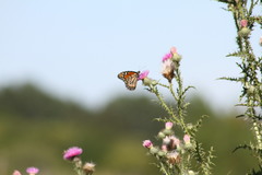 Danaus erippus