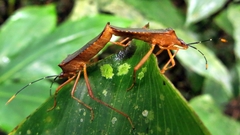 Leptoscelis elongator