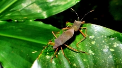 Leptoscelis elongator