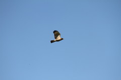 Rupornis magnirostris