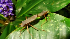 Leptoscelis elongator