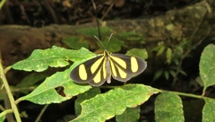 Cyllopodini