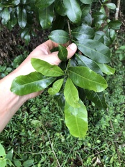 Planchonella australis
