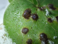 Puccinia asarina