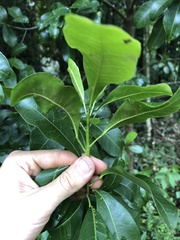 Planchonella australis