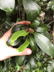 Planchonella australis