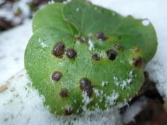 Puccinia asarina