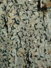 Alyxoria varia