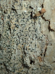 Alyxoria varia