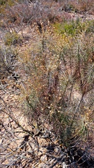 Euryops tenuissimus
