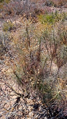 Euryops tenuissimus