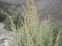Juniperus foetidissima