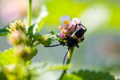 Lissonotus flavocinctus puncticollis