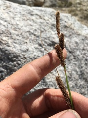 Carex congdonii