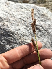 Carex congdonii