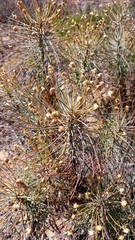 Euryops tenuissimus