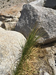 Carex congdonii