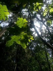 Vasconcellea pubescens