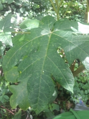 Vasconcellea pubescens