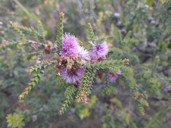 Melaleuca gibbosa