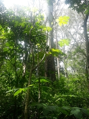 Vasconcellea pubescens