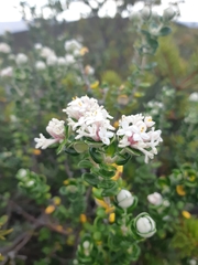 Pimelea nivea
