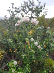 Pimelea nivea