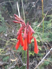 Blandfordia punicea