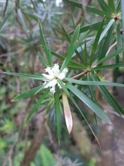 Cyathodes platystoma