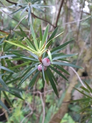 Cyathodes platystoma