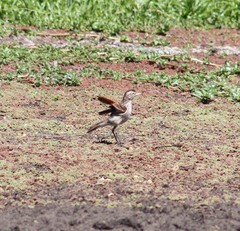 Hymenops perspicillatus