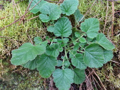 Geum montanum