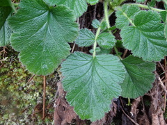 Geum montanum