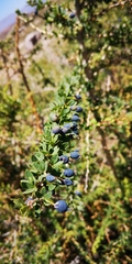 Berberis montana, photograph Darío De la Fuente, CC BY, iNaturalist via GBIF