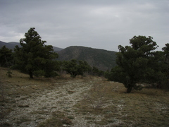 Juniperus excelsa