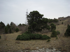 Juniperus excelsa