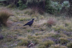 Corvus crassirostris