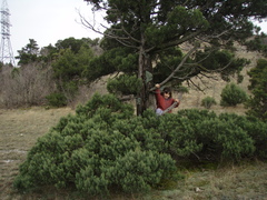 Juniperus excelsa