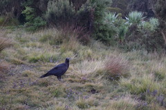 Corvus crassirostris