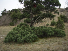 Juniperus excelsa