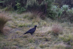 Corvus crassirostris