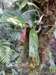 Columnea dimidiata