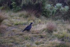 Corvus crassirostris