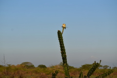 Acanthocereus