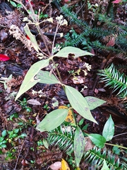Hedyotis caudatifolia