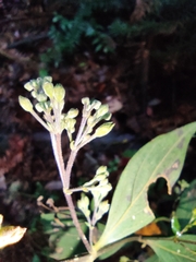 Hedyotis caudatifolia