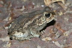 Sclerophrys xeros