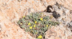 Helianthemum canariense