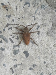 Hypselomus cristatus